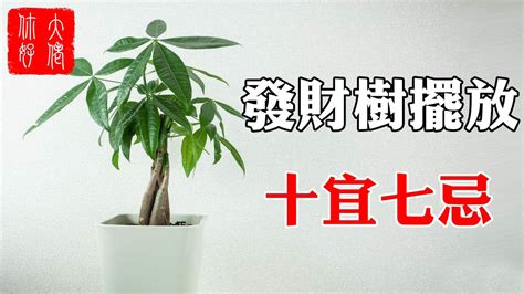 發財樹開花 風水|發財樹的風水學「擺放禁忌、寓意、送禮」